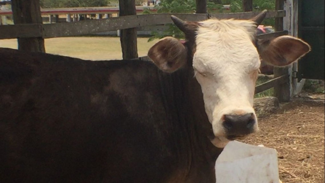 Disminuye producción ganadera por la reconversión de las tierras