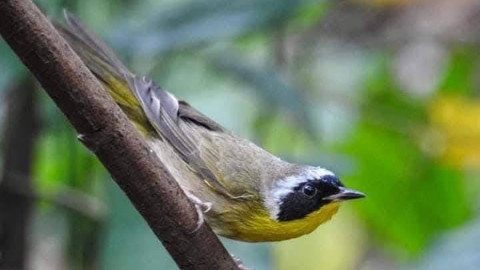 Tiene Tamaulipas una gran riqueza de aves : Comisión de Parques