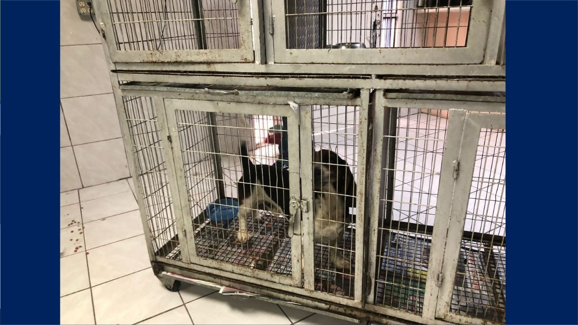 Protectora de animales en Nuevo Laredo pide a la población no abandonar a las mascotas   