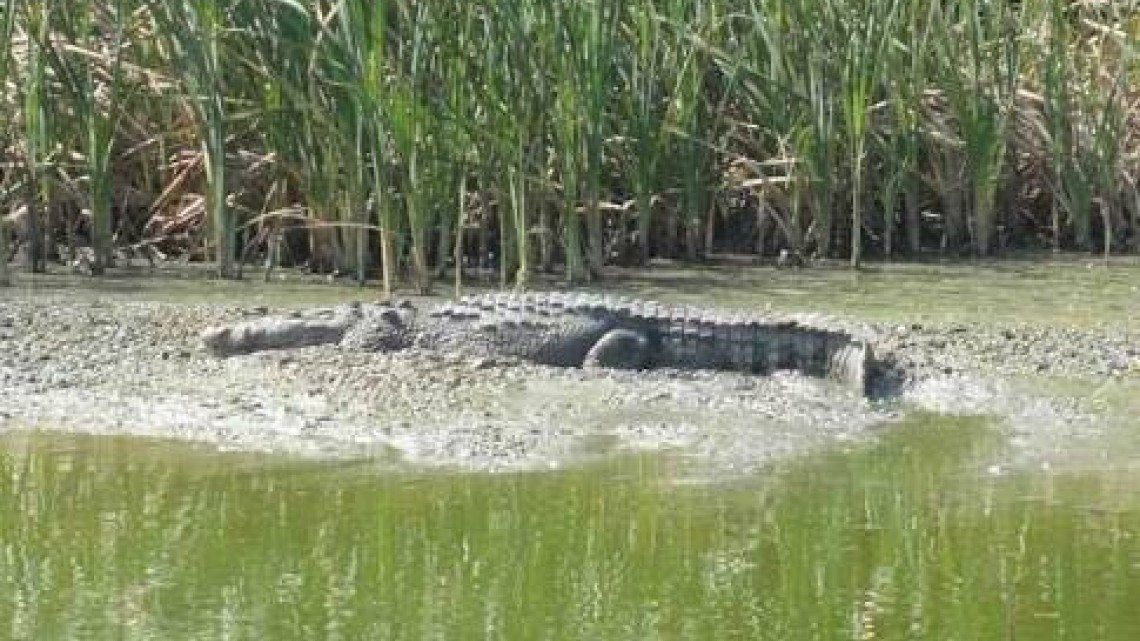 Tomarán medidas preventivas para evitar ataques de cocodrilos en Semana Santa