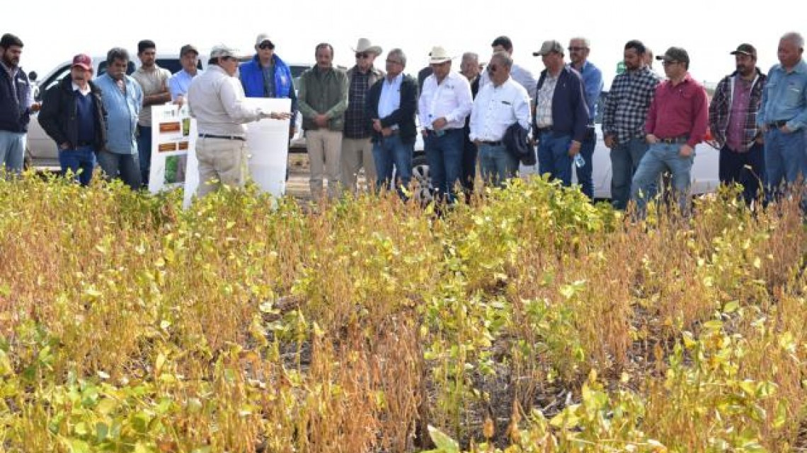 Buscan convencer a campesinos que siembren soya