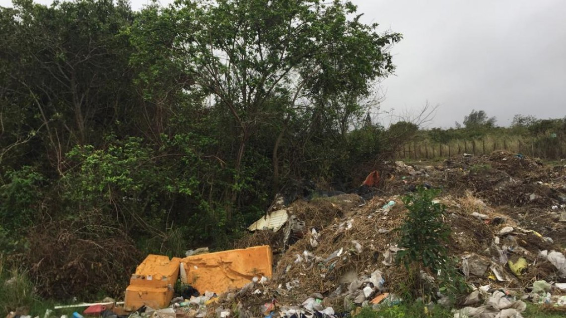 Tala inmoderada amenaza el mangle en Altamira