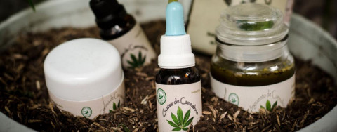 Mariguana medicinal buen negocio para el mercado negro, dice Arquidiócesis