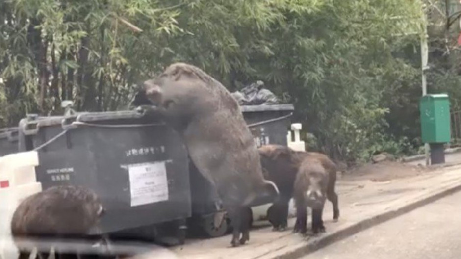 Enorme jabalí es captado junto a contenedores de basura