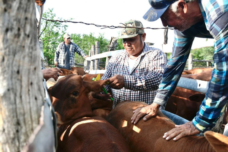 Continúa entrega de Paquetes Tecnológicos Pecuarios en Tamaulipas