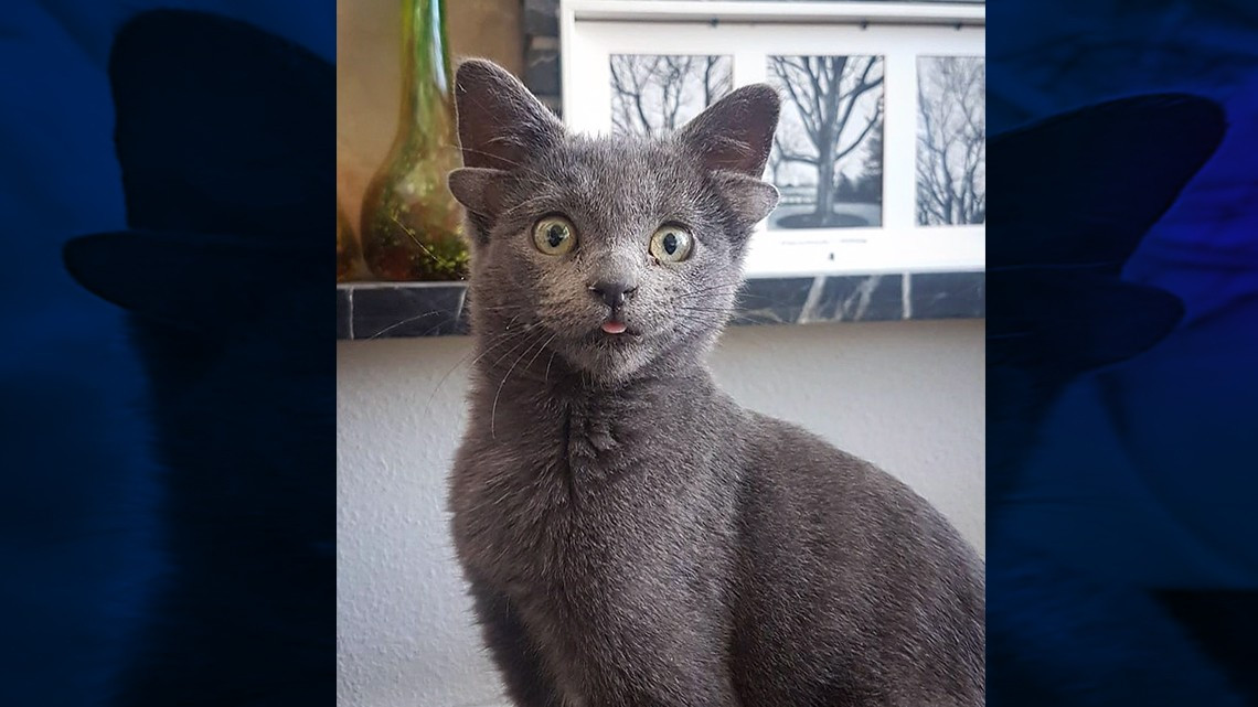 Gatita se hace viral gracias a sus cuatro orejas  