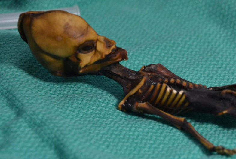 Resuelven misterio se supuesto esqueleto alien de Atacama