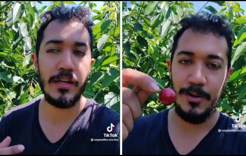 Mexicano se viraliza por presumir sueldo canadiense recolectando cerezas 