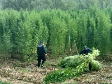 Decomisan 320 toneladas de mariguana en Sonora