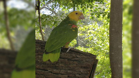 Exhorta Gobierno de Tamaulipas a denunciar tráfico ilegal de loro cabeza amarilla
