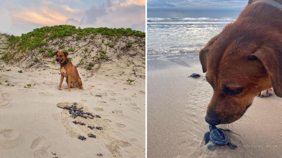 Ayuda perrito en Altamira a las tortugas a regresar al mar