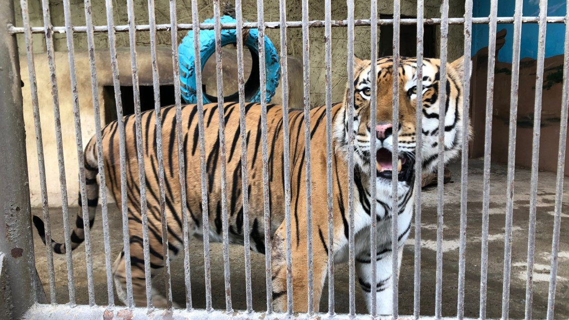 El 49.3% de de la fauna que habita en el zoológico de NL es depositada por PROFEPA 