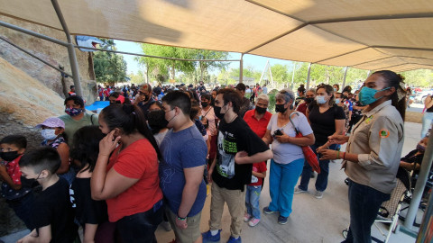 Llega el ajolote al acuario de Nuevo Laredo 