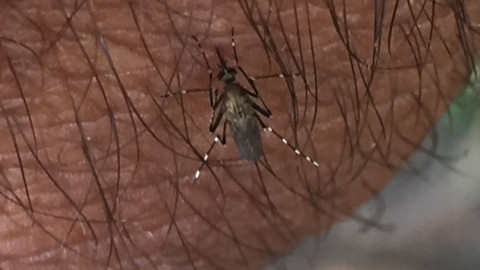 Casos de dengue se reducen tras inicio de la temporada invernal