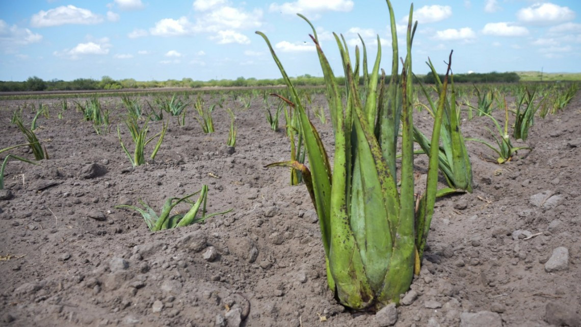 Incrementarán sus ingresos productores agrícolas