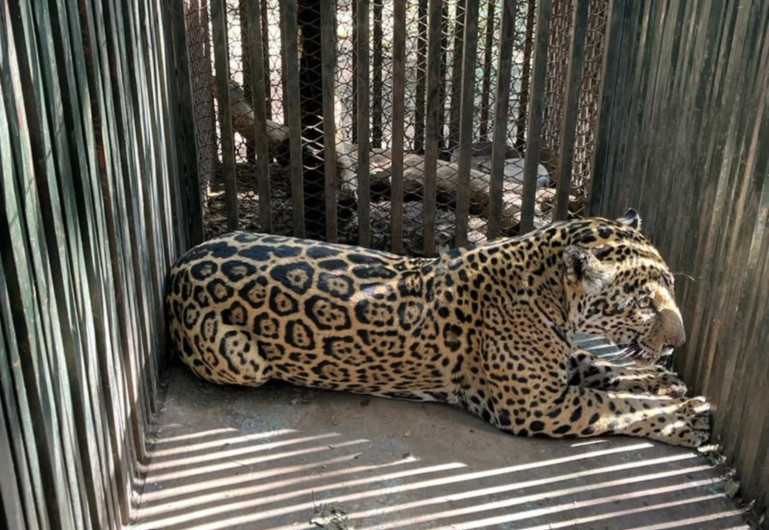Aclara Comisión de Parques y Biodiversidad: jaguar atropellado no corresponde a Tamaulipas