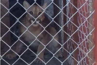 En peligro de extinción puma capturado en Victoria 