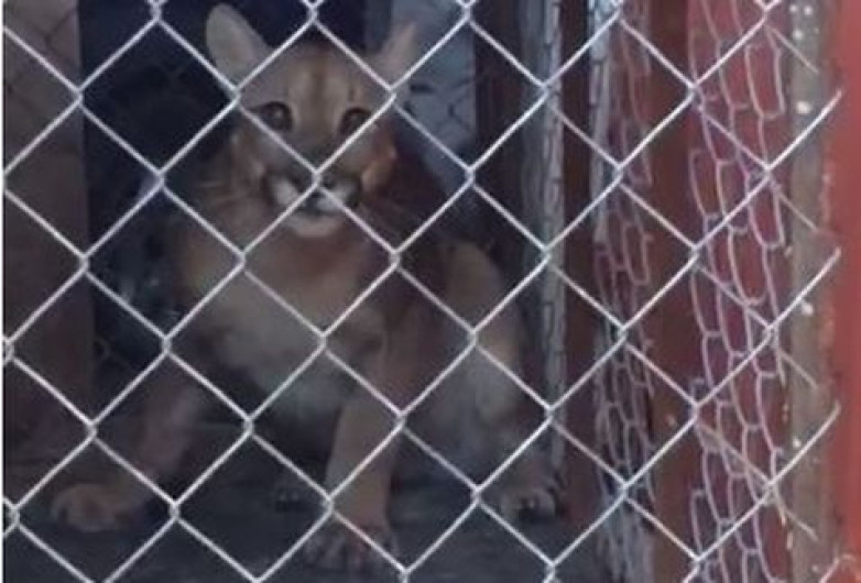 En peligro de extinción puma capturado en Victoria 
