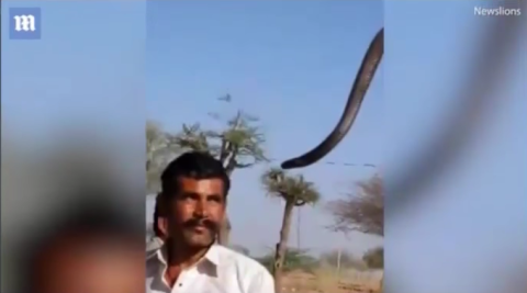 Muere tras ser mordido por una cobra para posar en selfie