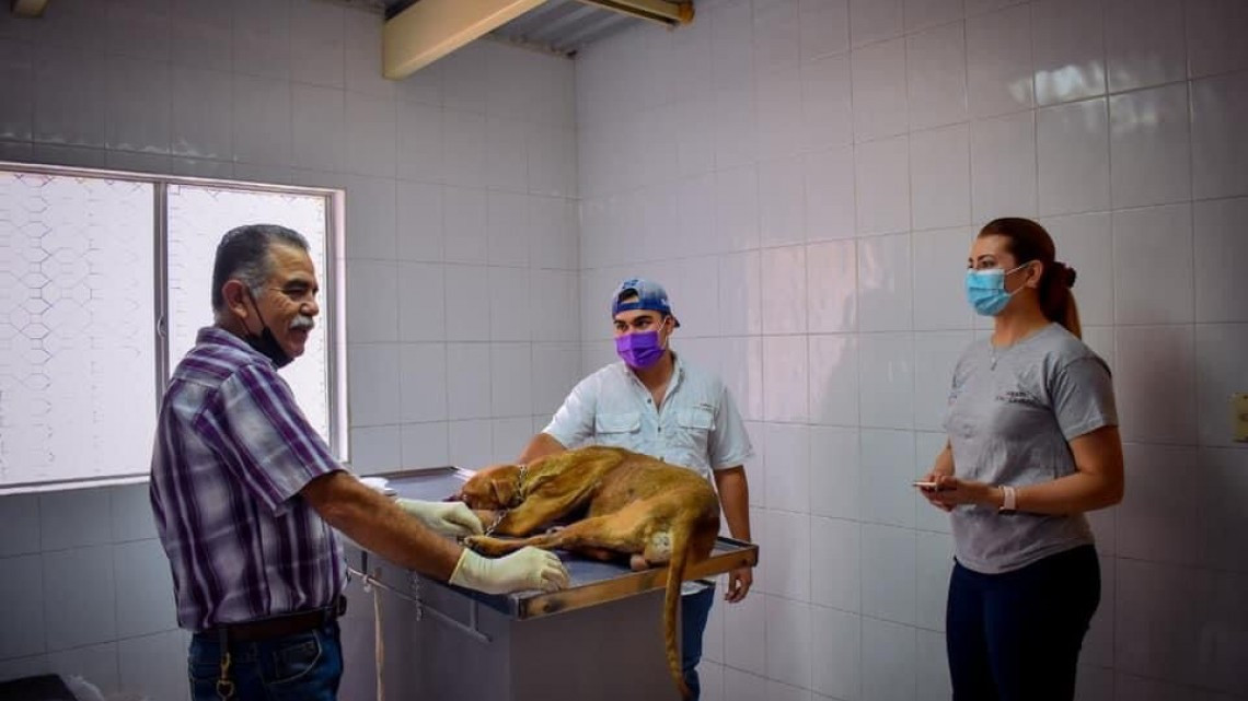APA pide a la población proteger a las mascotas ante la pirotecnia en Nuevo Laredo 