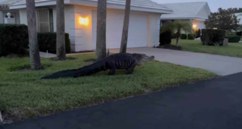 Enorme caimán es captado paseando por vecindario de Florida