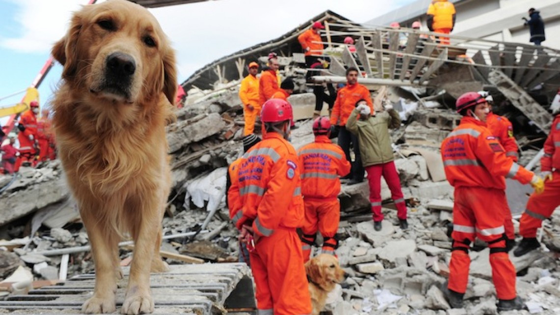 Perros rescatistas a la busqueda de sobrevivientes