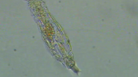 Investigan animal microscópico con vida luego de 24 mil años congelado