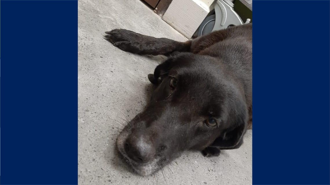 Protectora de animales en Nuevo Laredo pide a la población no abandonar a las mascotas   