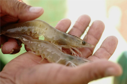 Da inicio la veda de camarón en el Golfo de México 