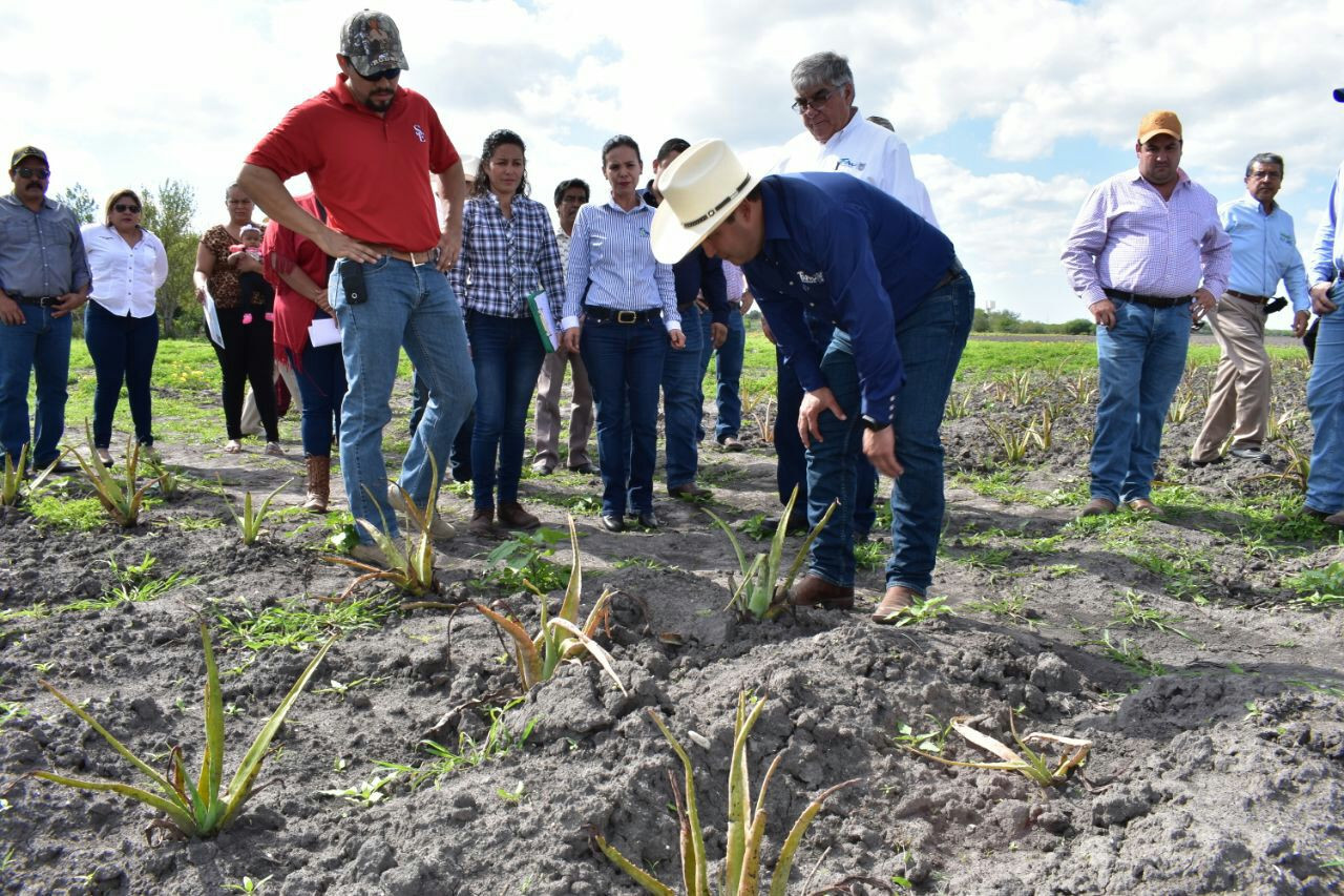 La actividad agrícola será el brazo fuerte de Tamaulipas