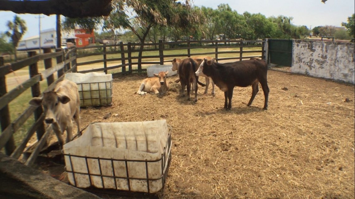 Registran las primeras muertes de reses a consecuencia de la sequía