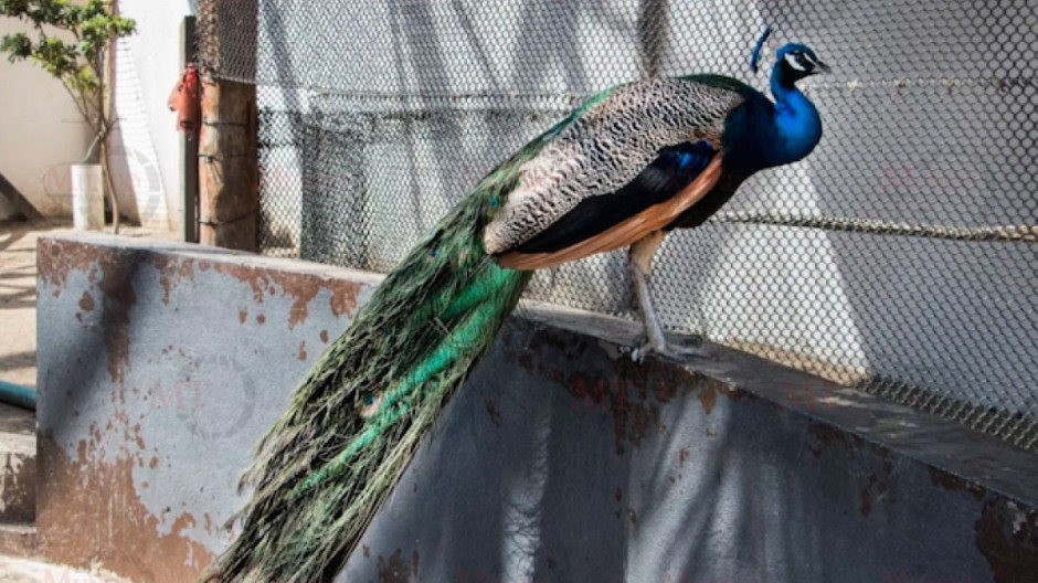 Dos pavorreales azules "aterrizan” en el aviario del Parque Bicentenario de Madero 