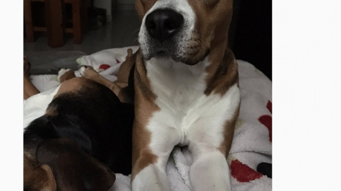 Rescatan a perro de escombros que dejó el sismo 