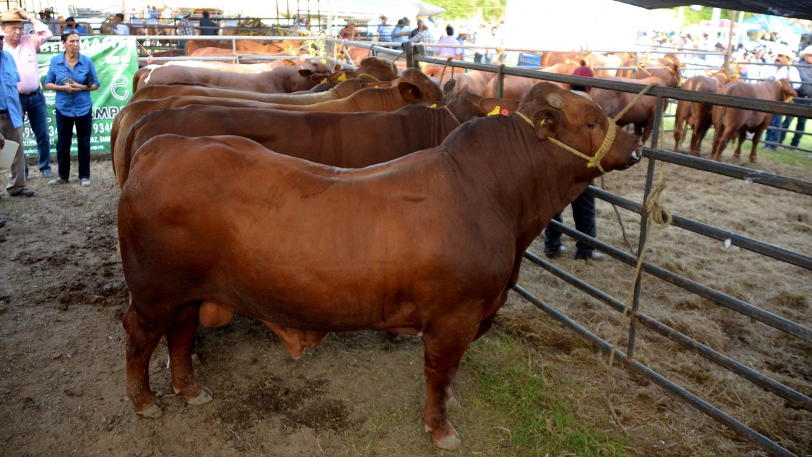 Entregan ganado bovino a productores pecuarios