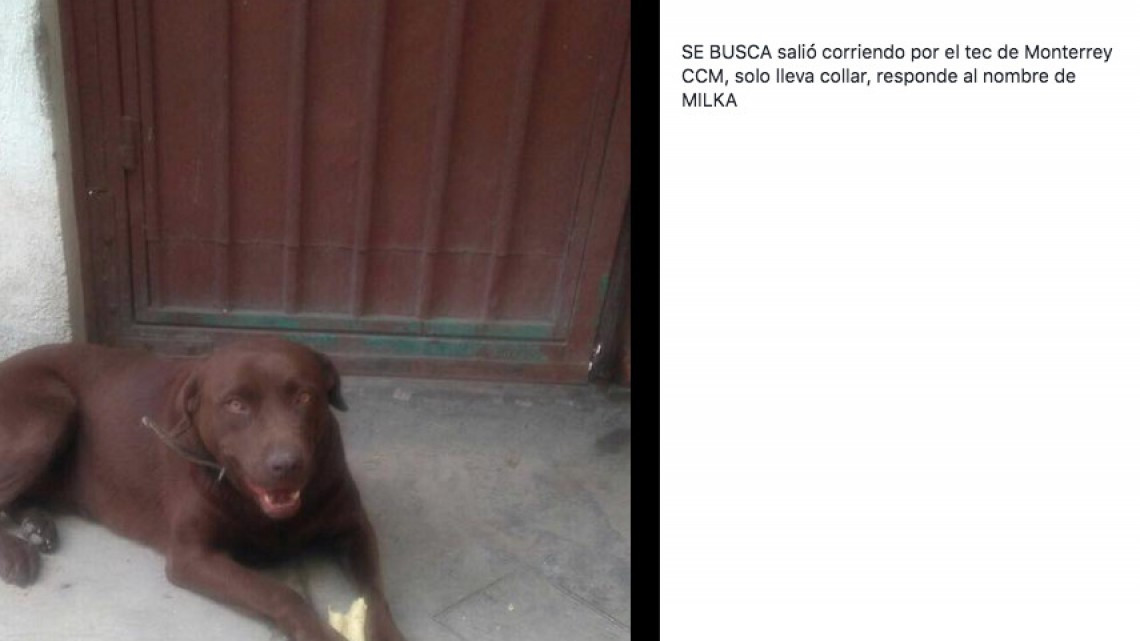 Rescatan a perro de escombros que dejó el sismo 