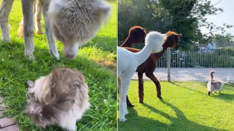 Gato sorprende a un grupo de alpacas en Países Bajos