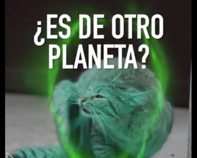 Bautizan a un felino como "gato alienigena"