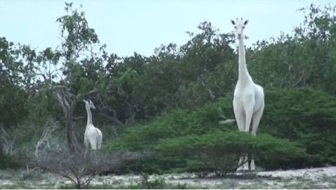 Avistan extrañas jirafas blancas en parque de Kenia