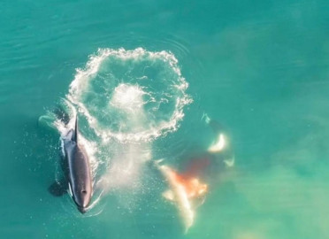 Sorprende video de orcas cazando al gran tiburón blanco 