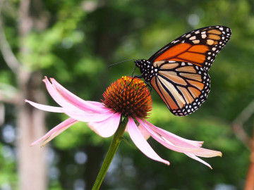 Es Tamaulipas, clave para conservación de ecosistemas y mariposa monarca: Especialistas