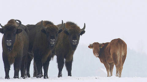 Vaca se escapa y vive con bisontes