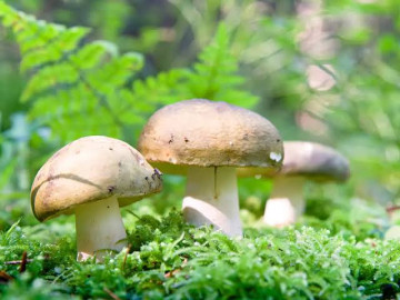 Weslaco prueba uso de hongos para plagas