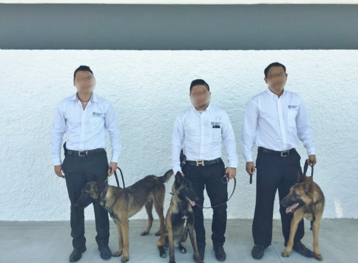 PGJT recibe 3 canes para la búsqueda