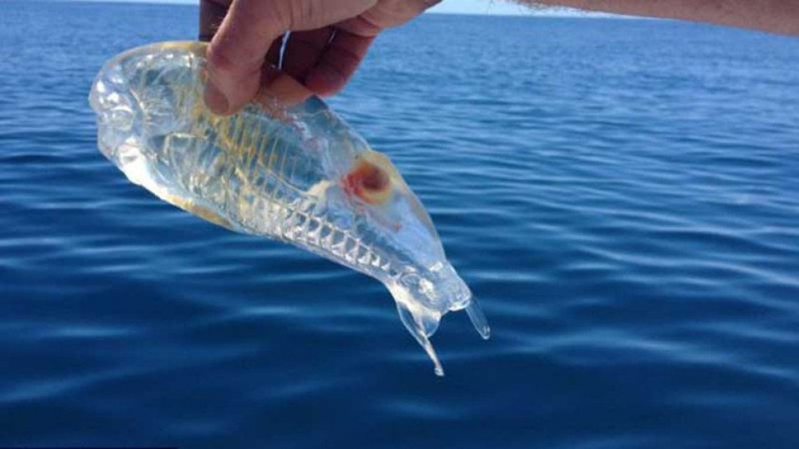 Animales transparentes que parecen fantásticos pero no lo son