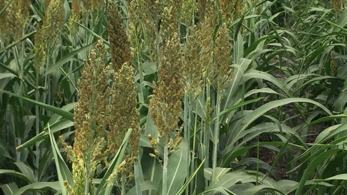 Siembra de sorgo se perderá por falta de lluvias
