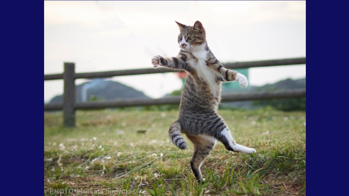Estos gatos no son ninjas, pero lo parecen