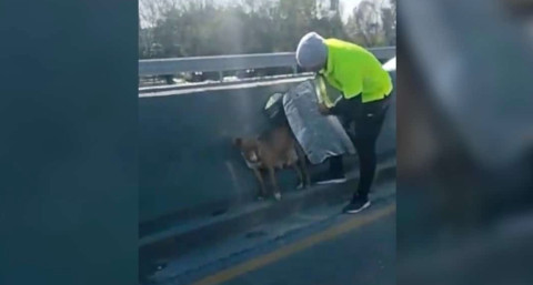 Hombre rescata a perrita en una avenida en Nuevo León