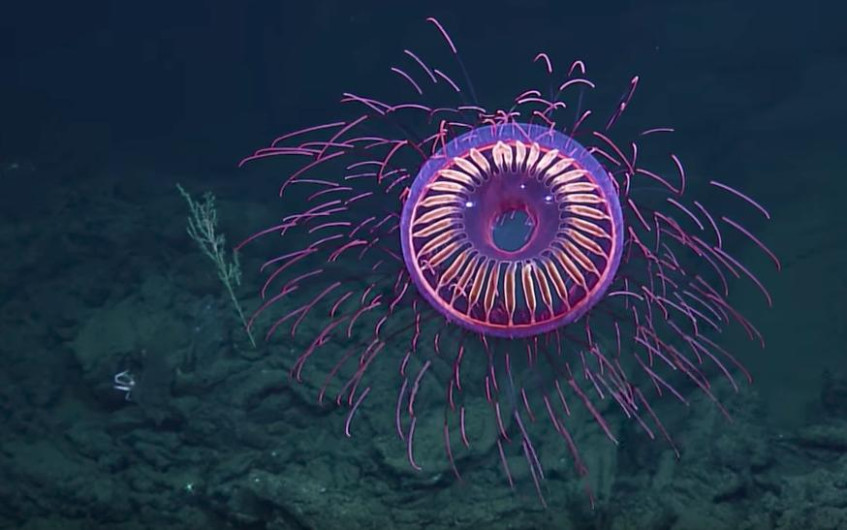 La rara medusa que luce como fuegos artificiales