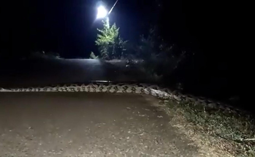 Captan a enorme serpiente cruzando una carretera