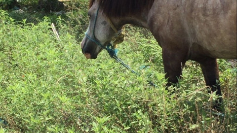 Avanza creación de reglamento de protección animal en Altamira